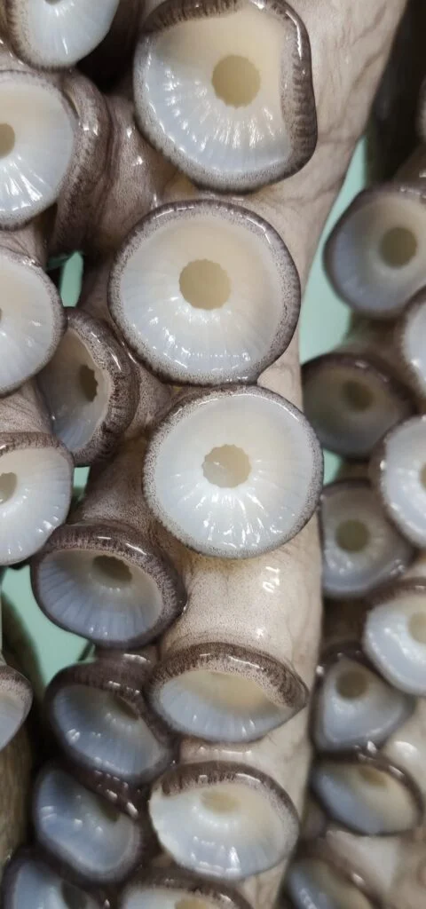 Pulpo Gallego